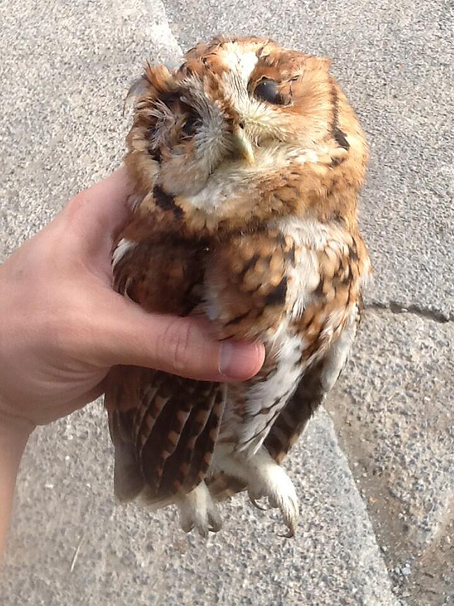 Screech owl 