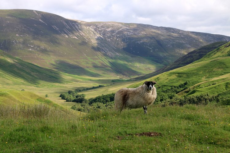 A photo showing a sheep in a vegetated U-shaped valley. On the distant hillside are three horizontal parallel lines.
