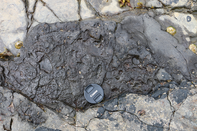 Ammonite fossil, Portrush, Northern Ireland.