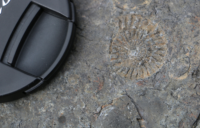 Ammonite fossil, Portrush, Northern Ireland.