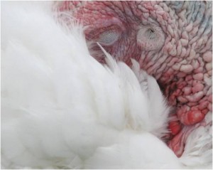 This turkey cannot face the idea of explaining its research. Photo by Olivia V. Ambrogio.