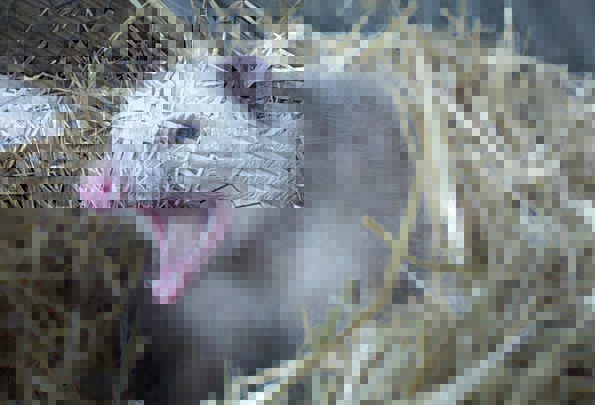 Opossum-Teeth-Possum-Wild-Free-Image-Fur-Bite-Anim-1093