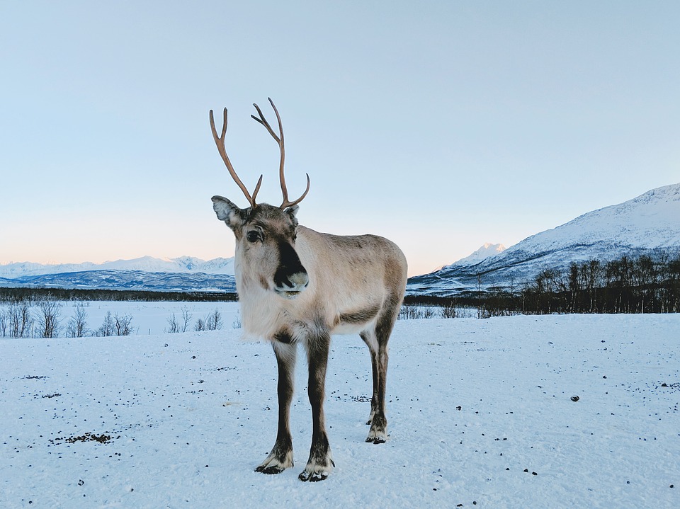 reindeer-4278119_960_720