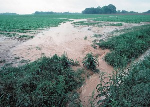 Runoff from a field in Tennessee. Source: NRCS.