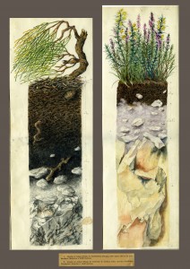 Soil profiles in watercolor by W.L Kubiena Instituto de Ciensias Agrarias