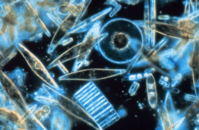 Plankton Rule the Oceans