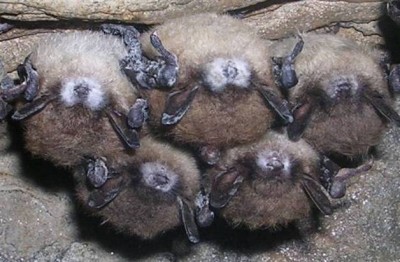 Bats with White Nose Syndrome. Ctsy Al Hicks NY Dept. Env. Conservation