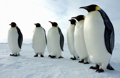 Emperor Penguins in Antarctica. Image from the Nat. Sci. Foundation. They fund much of the science done at the bottom of he world.