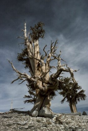 Bristlecone Pines (Pinus longaeva) are turning out to be good thermometers! Image from the USFS.