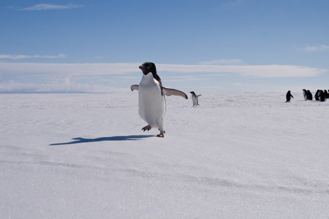 Adele Penguin on the sea ice edge in McMurdo Sound.