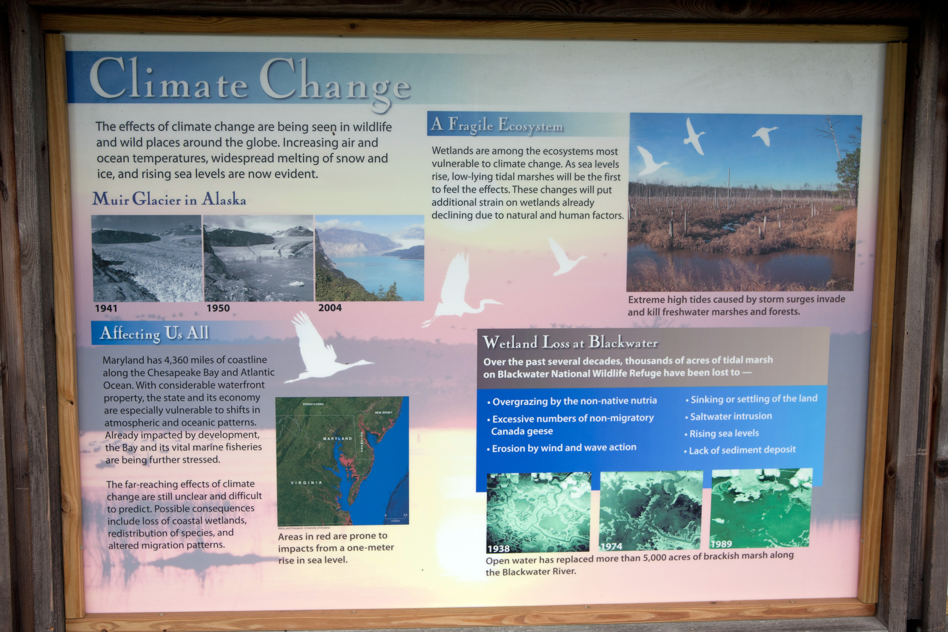 Informational sign on climate change at the lookout in Blackwater NWR near Cambridge, MD.