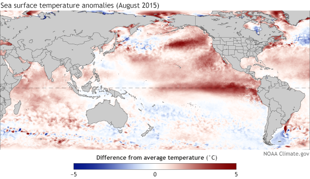 The El Nino in the Pacific is now very strong. It is now passing the intensity of the record event of 1997. 