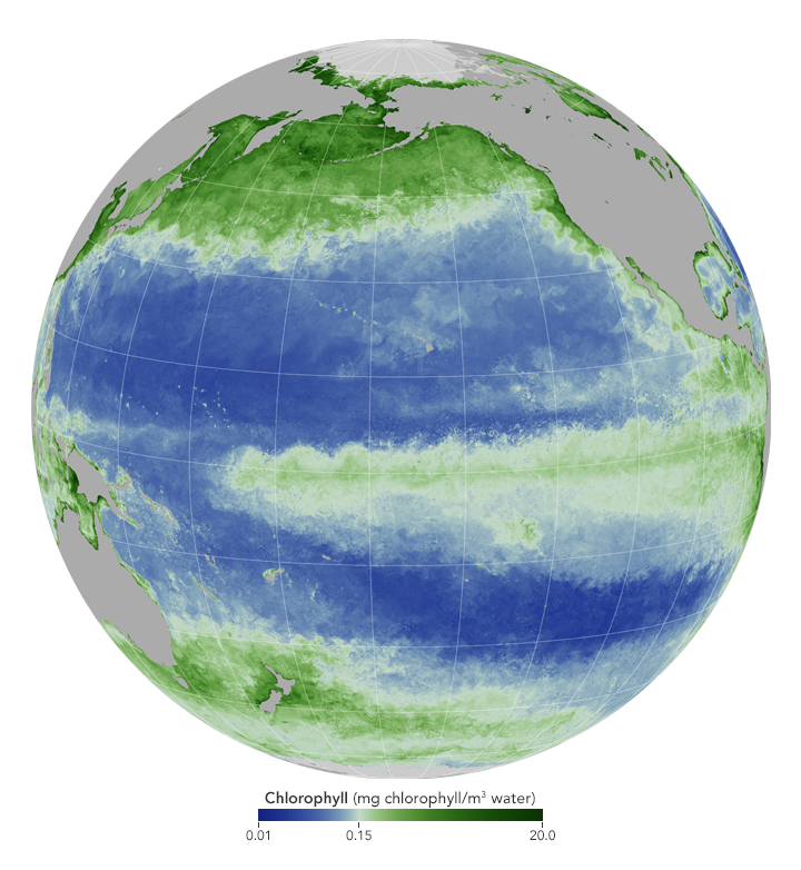 Chlorophyll in the Pacific from the Aqua Satellite.