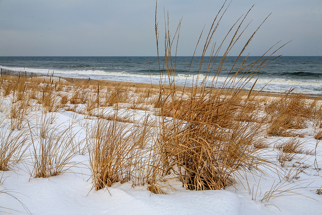 Dan's photo of a snowy winter day on the coast of Delaware.
